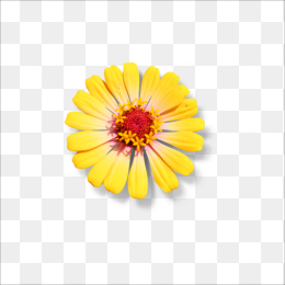 黄色太阳花