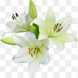 手绘百合