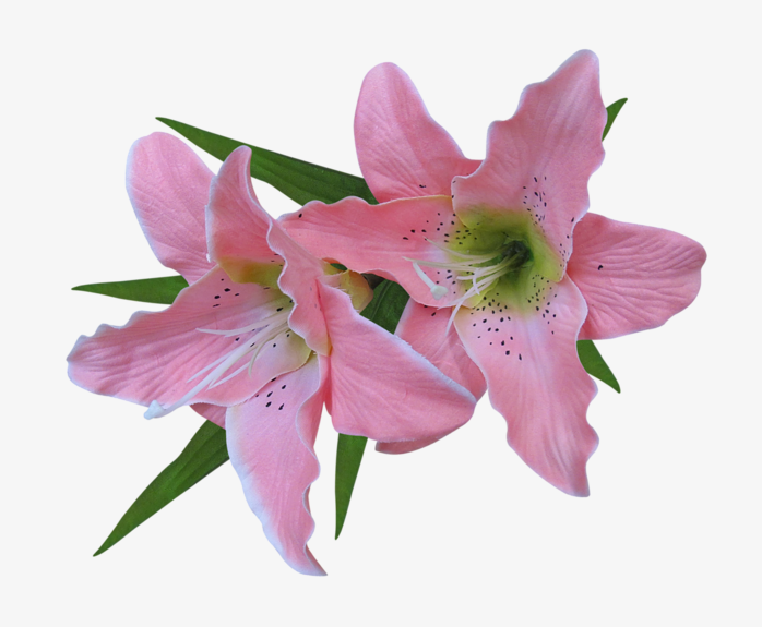 百合