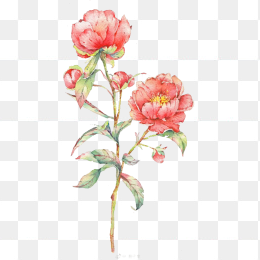 手绘花朵