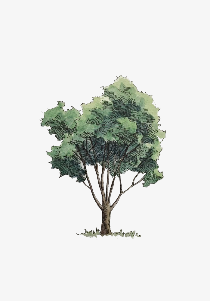 手绘大树