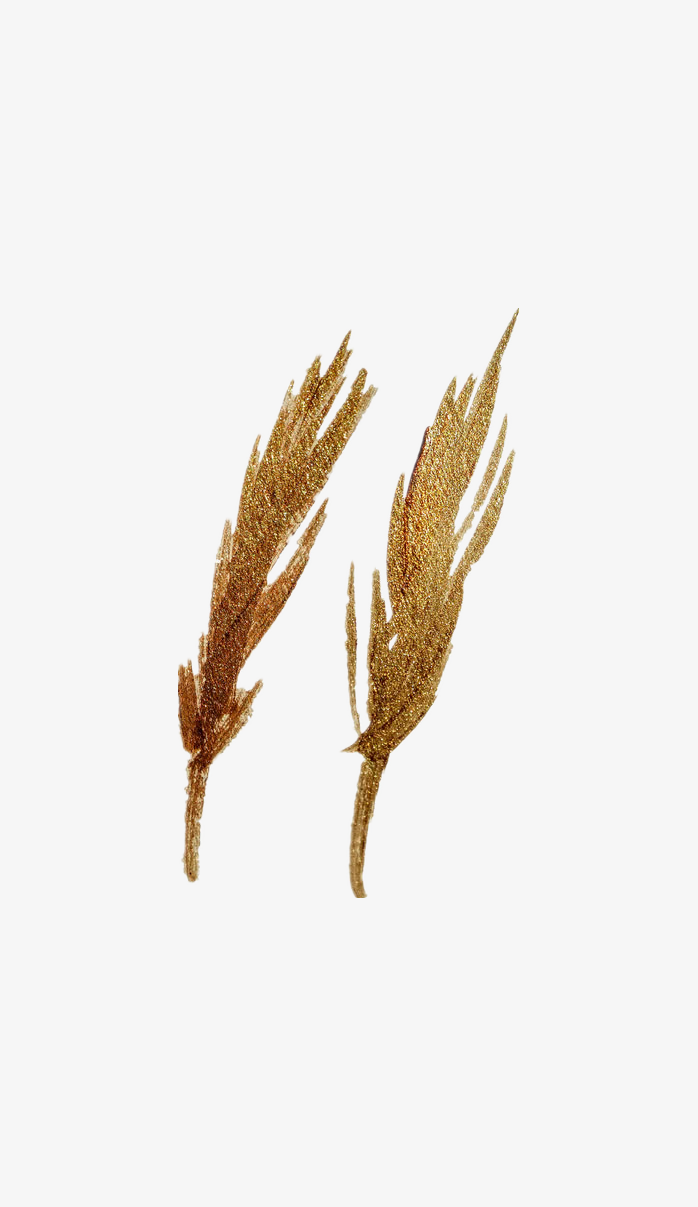 金粉麦穗