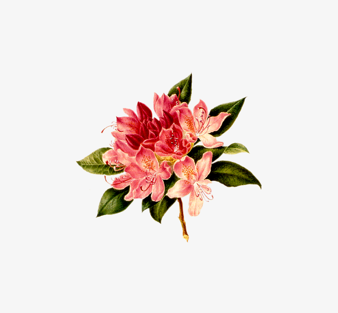 鲜花免扣素材