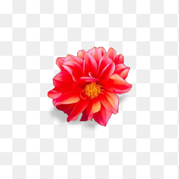 花朵