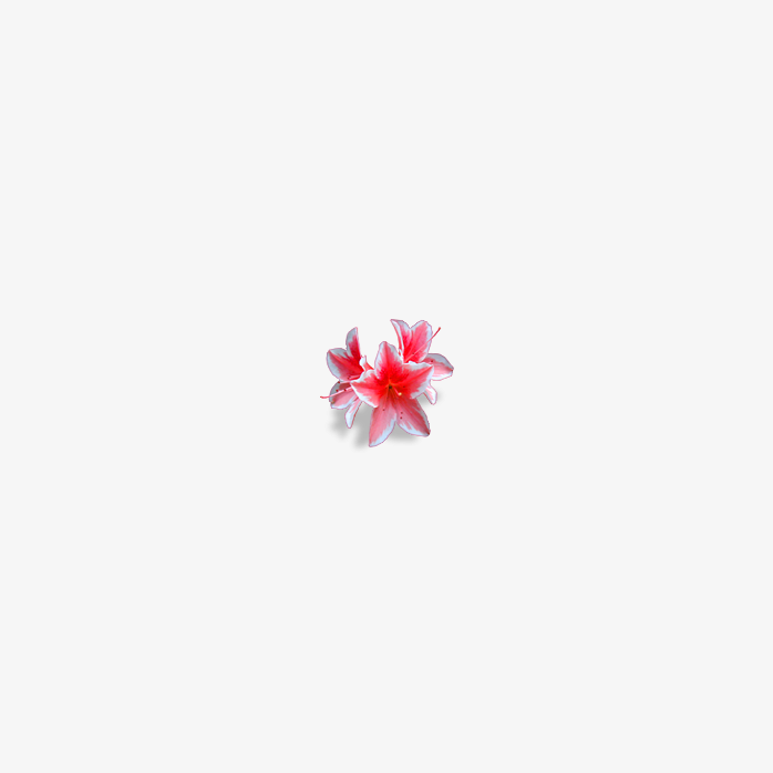 花朵