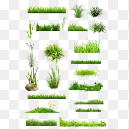 绿化带绿色草植物素材写实植物素材