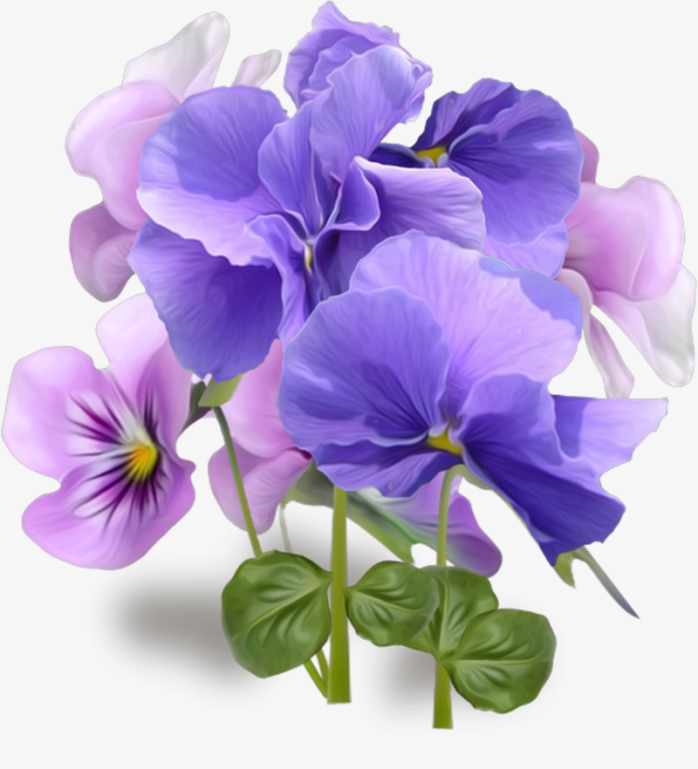 紫色的花朵