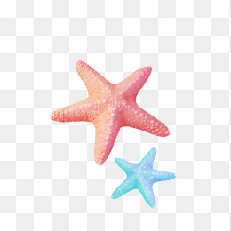 海星