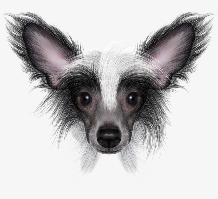狗