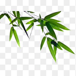 竹子