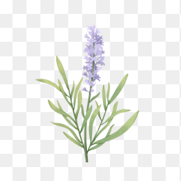 手绘小清新花卉植物