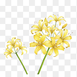 手绘小清新花朵素材