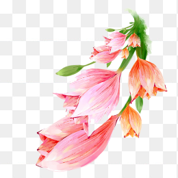 粉色手绘百合花元素