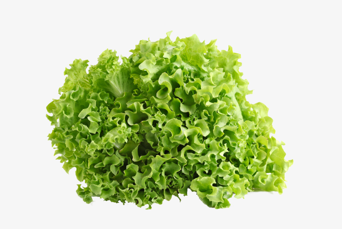 生菜
