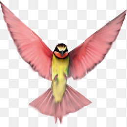 鸟儿