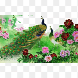 图画孔雀富贵图片