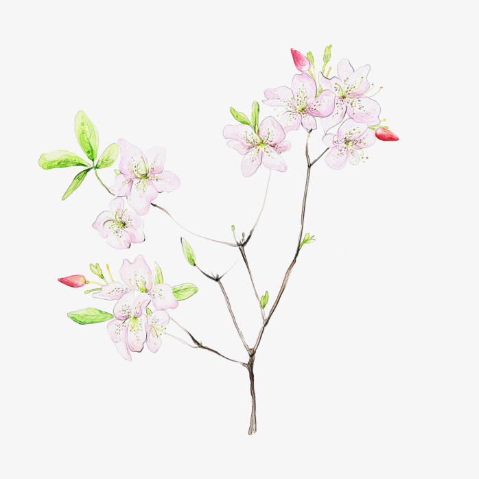 春天的花儿——水彩花卉超高清png