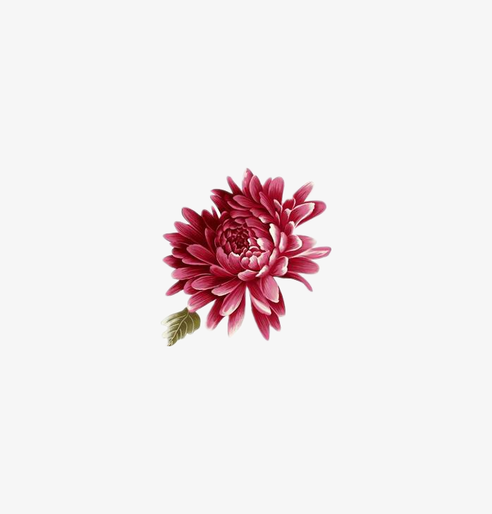 花儿吉祥富贵免扣png图片