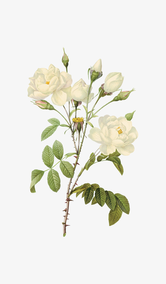 背景透明免扣带刺的白玫瑰png图片