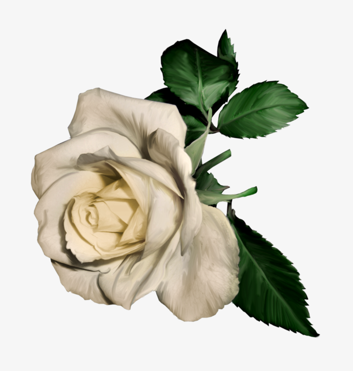 透明免扣白玫瑰花朵png