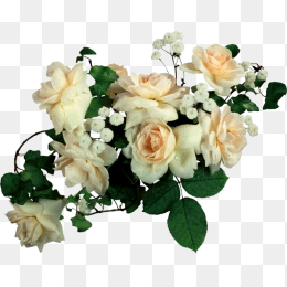 透明免扣白玫瑰花篮png