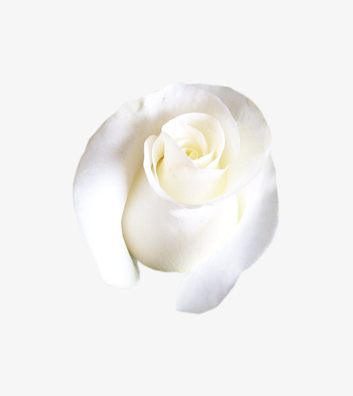 免扣白玫瑰花朵png图片