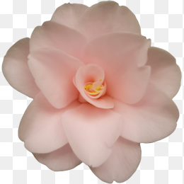 透明免扣玫瑰花png图片
