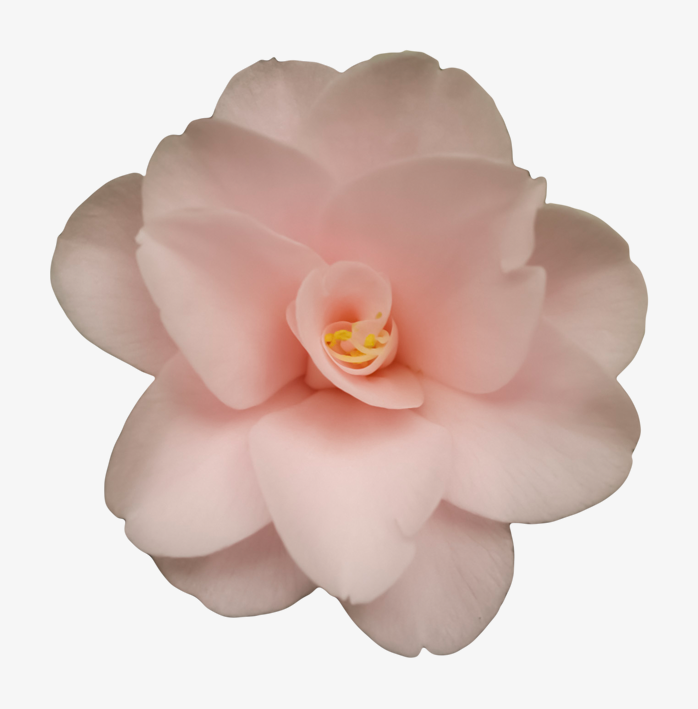 透明免扣玫瑰花png图片