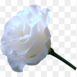 免扣白玫瑰花png图片