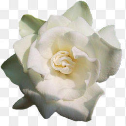 免扣白玫瑰花朵png图片