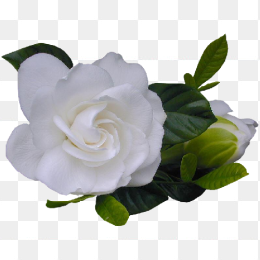 透明免扣白玫瑰花朵png