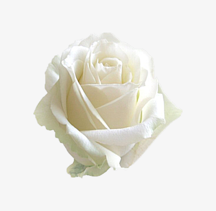 透明免扣一朵白玫瑰png图片