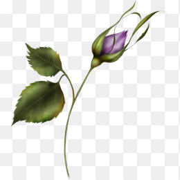 背景透明免扣紫玫瑰花苞png图片