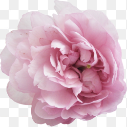 背景透明牡丹花朵png免抠图片