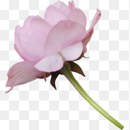 背景透明牡丹花png免抠图