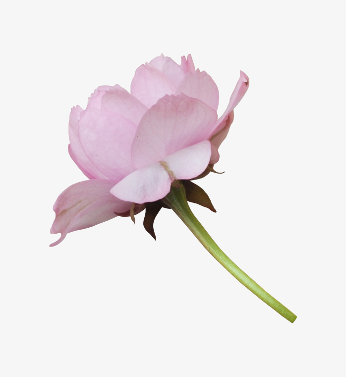 背景透明牡丹花png免抠图