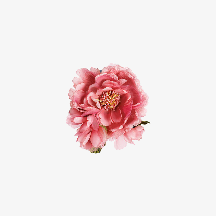 背景透明粉色牡丹花png高清图片