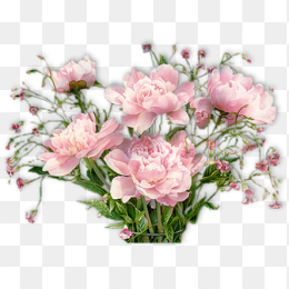背景透明牡丹花束png高清图片