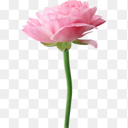 背景透明艳丽的牡丹花png高清图片