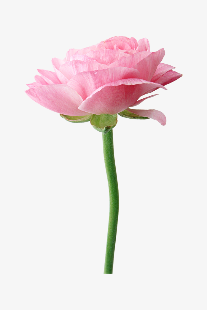 背景透明艳丽的牡丹花png高清图片