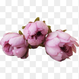 背景透明牡丹花苞png高清图片