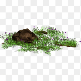 草坪草皮植物花卉石头透明png
