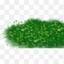 绿地草坪草皮植物背景透明png