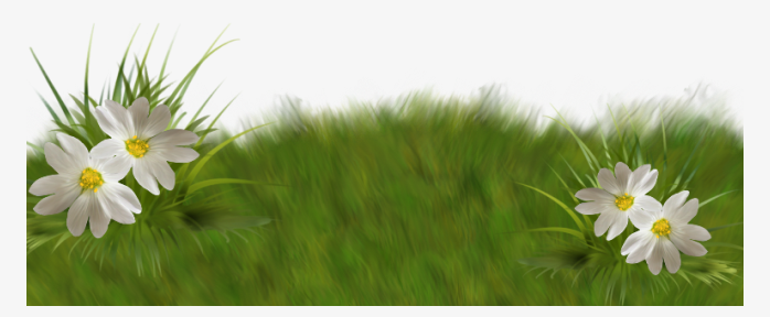 草坪草皮植物花卉免抠背景透明png