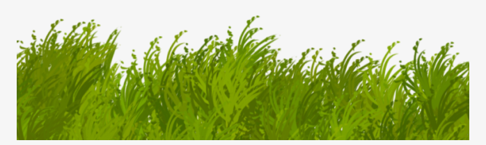 绿草草坪草皮植物花卉png图片素材