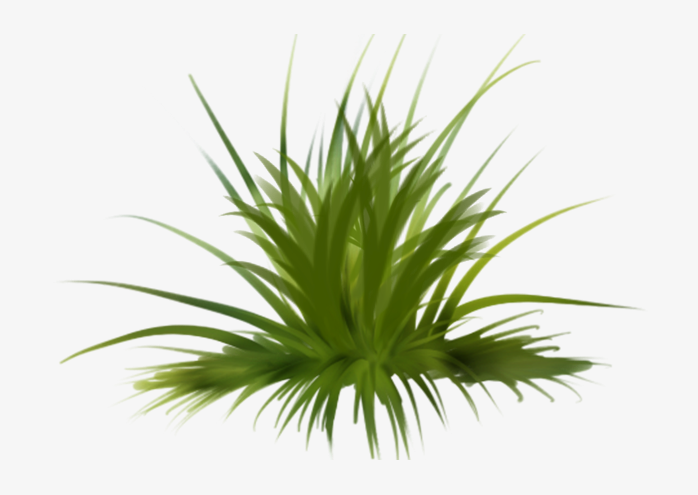 绿草草坪草皮植物透明png图片素材