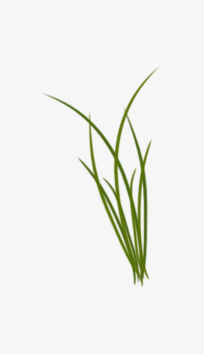 草坪草皮植物透明png图片素材