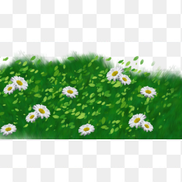 草坪草皮植物花卉背景透明png