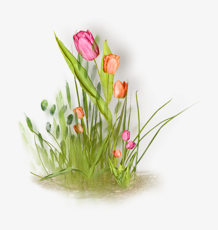 花卉背景透明png图片素材