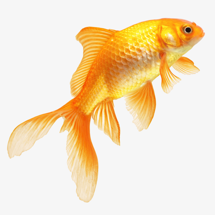 漂亮的金色观赏鱼的免抠图png透明背景